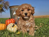 Buttercup , a female Havapoo for sale in Boyden, IA – 4 of 10