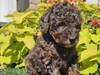Pebbles, a male Poodle - Miniature  for sale in Boyden, IA – 5 of 10