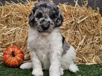 Snoopy, a male Goldendoodle for sale in Boyden, IA – 5 of 10