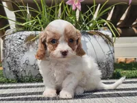 Taz, a male Cavapoo for sale in Boyden, IA – 6 of 10