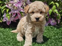 Sunny, a male Havapoo for sale in Boyden, IA – 8 of 10