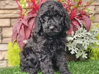 Willow, a female Goldendoodle for sale in Boyden, IA – 5 of 10
