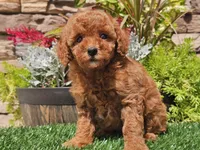 Dascha, a female Poodle - Miniature  for sale in Boyden, IA – 8 of 10