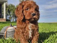 Jango, a male Cavapoo for sale in Boyden, IA – 9 of 10