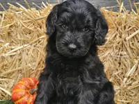 Sheldon, a male Goldendoodle for sale in Boyden, IA – 3 of 10