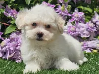 Colby, a male Havapoo for sale in Boyden, IA – 3 of 10