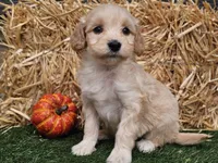 Sierra , a female Goldendoodle for sale in Boyden, IA – 9 of 10