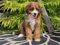 Sailor, a female Miniature Bernedoodle for sale in Boyden, IA – 4 of 9