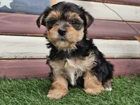 Kala, a female Morkie for sale in Boyden, IA – 5 of 10