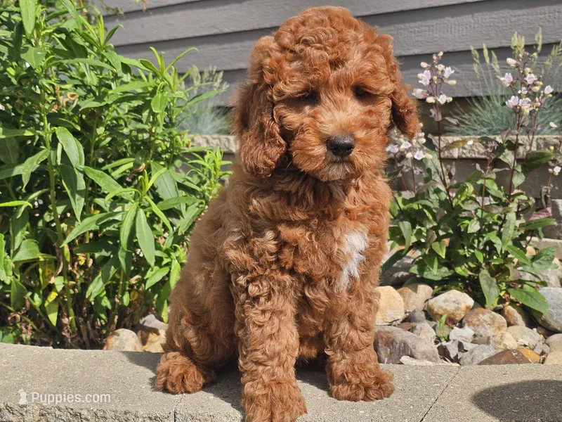 Felicia  – Cockapoo puppy for sale in Boyden, IA