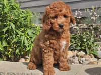 Felicia , a female Cockapoo for sale in Boyden, IA – 1 of 10