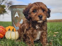 Buster, a male Havapoo for sale in Boyden, IA – 10 of 10