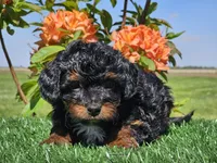 Jeska, a female Miniature Aussiedoodle for sale in Boyden, IA – 10 of 10