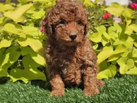 Prada, a female Poodle - Miniature  for sale in Boyden, IA – 4 of 10