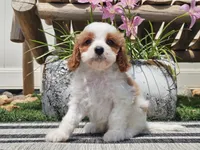 Tango, a male Cavapoo for sale in Boyden, IA – 10 of 10