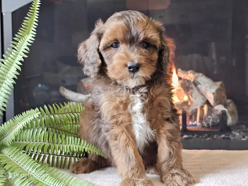 Hardi – Miniature Aussiedoodle puppy for sale in Boyden, IA