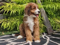 Sailor, a female Miniature Bernedoodle for sale in Boyden, IA – 5 of 9