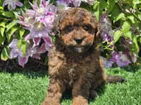 Scooby, a male Havapoo for sale in Boyden, IA – 6 of 10