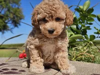Imani , a male Havapoo for sale in Boyden, IA – 7 of 10