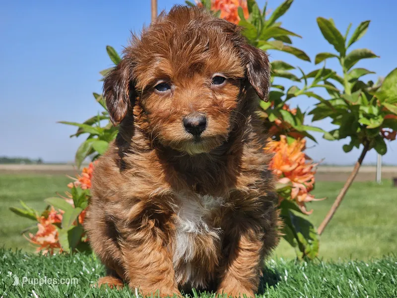 Jimmy – Miniature Aussiedoodle puppy for sale in Boyden, IA