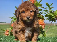 Jimmy, a male Miniature Aussiedoodle for sale in Boyden, IA – 1 of 10