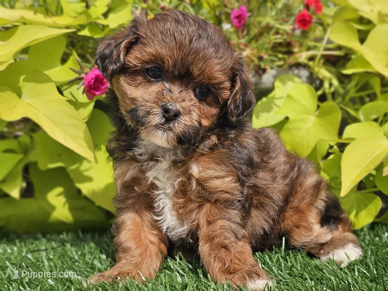 Navy – Shihpoo puppy for sale in Boyden, IA
