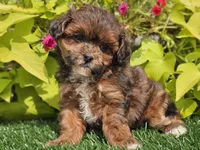 Navy, a female Shihpoo for sale in Boyden, IA – 1 of 10