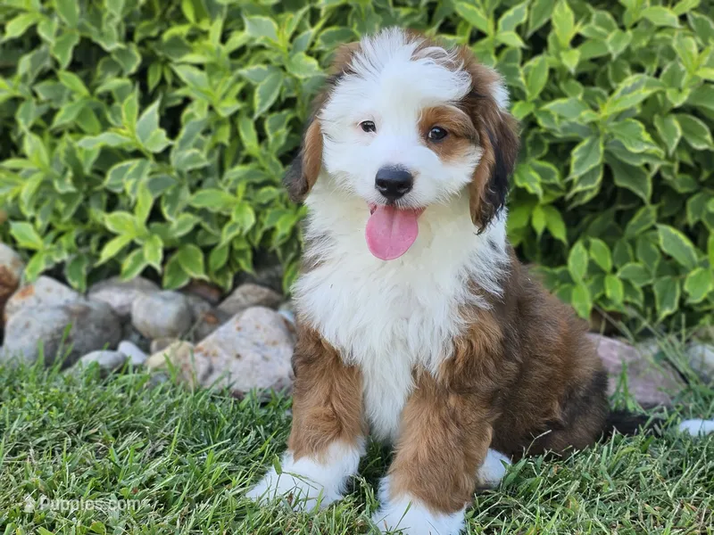 Sonic – Miniature Bernedoodle puppy for sale in Boyden, IA