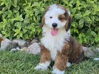 Sonic, a male Miniature Bernedoodle for sale in Boyden, IA – 1 of 10