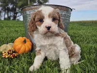 Odie, a male Cavapoo for sale in Boyden, IA – 4 of 10