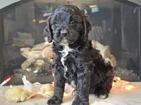 Gia, a female Cavapoo for sale in Boyden, IA – Photo 9 of 10