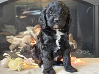 Gia, a female Cavapoo for sale in Boyden, IA – Photo 7 of 10