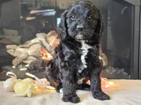 Gia, a female Cavapoo for sale in Boyden, IA – Photo 3 of 10