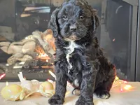 Gia, a female Cavapoo for sale in Boyden, IA – Photo 10 of 10