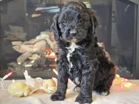 Gia, a female Cavapoo for sale in Boyden, IA – Photo 6 of 10