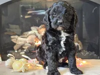 Gia, a female Cavapoo for sale in Boyden, IA – Photo 2 of 10