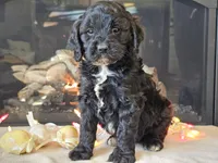 Gia, a female Cavapoo for sale in Boyden, IA – Photo 5 of 10