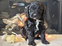 Gia, a female Cavapoo for sale in Boyden, IA – Photo 4 of 10