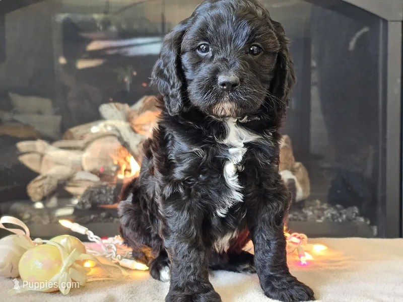 Gia – Cavapoo puppy for sale in Boyden, IA