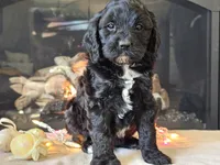 Gia, a female Cavapoo for sale in Boyden, IA – Photo 1 of 10