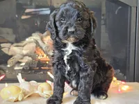 Gia, a female Cavapoo for sale in Boyden, IA – Photo 8 of 10