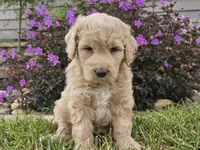 Maui, a female Goldendoodle for sale in Boyden, IA – 9 of 10