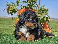 Juri, a male Miniature Aussiedoodle for sale in Boyden, IA – 4 of 10