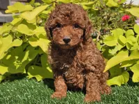 Prada, a female Poodle - Miniature  for sale in Boyden, IA – 10 of 10