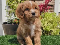 Gideon, a male Cavapoo for sale in Boyden, IA – 2 of 10
