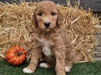 Serenity , a female Goldendoodle for sale in Boyden, IA – 6 of 10