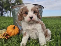 Odie, a male Cavapoo for sale in Boyden, IA – 10 of 10