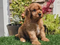 Gibson, a male Cavapoo for sale in Boyden, IA – 10 of 10