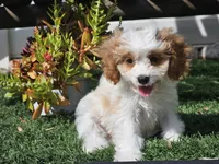 Greta, a female Cavapoo for sale in Boyden, IA – 7 of 10