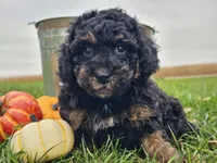 Bear, a male Havapoo for sale in Boyden, IA – 2 of 10